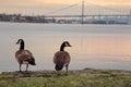 Canadian goose with Bronx-Whitestone Bridge and Manhattan in the background Royalty Free Stock Photo